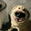 chippi0.0_