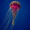 jellyfish2317