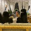 جنى | الافلاج