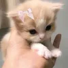 ebecutizl.pov
