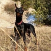 doberman_brenda