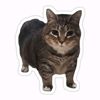 randomcat0012