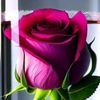 66_mikail_68