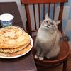 kat_notcat
