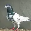 tanveerdillo