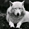 niyameddin_54