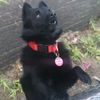 schipperkesf