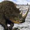 woollyrhinocerous