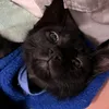 donatelloelgordo