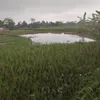 shifaddivasea