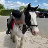 horsey4820