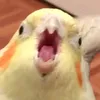 alinagusha5