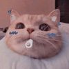 syggnyaa
