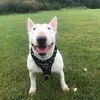 englishbullterriers1