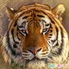 npm021