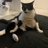 catitinhaebu