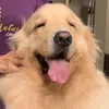 hiro_goldenretriver