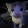 ari_3125.tp