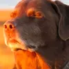 kubsonjakubson