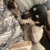 lynzi986