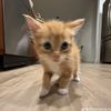 chickennuggieclub5