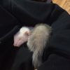 lil.mamaz.tiktok