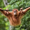 orangutanhensem