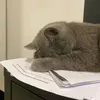 umupp0_0
