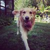 antisocialgolden1
