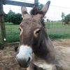 muddythedonkey
