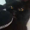 kitti_krash