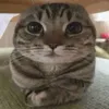 smuuuurfiiii