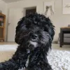 baloudermaltipoo