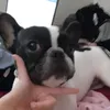 cucciola333