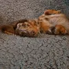 chrisraydog