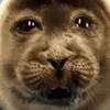 robinbluebear