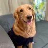 lunaynay the golden