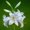 herman_721