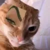 piyyoux