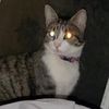 the_devilcat4290