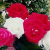 husameddin_naxcivan85