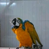 liemparrot.com