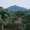 sunardi09525