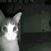 skipidi_1