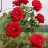 ngcoanh6980