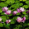 linh_trinh1986