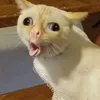 nokotte