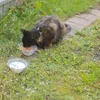 s.tiere