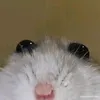 minetropicalvibes