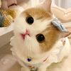hi.moonlight_